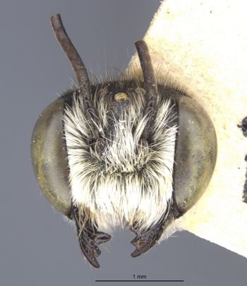 Media type: image;   Entomology 15709 Aspect: head frontal view